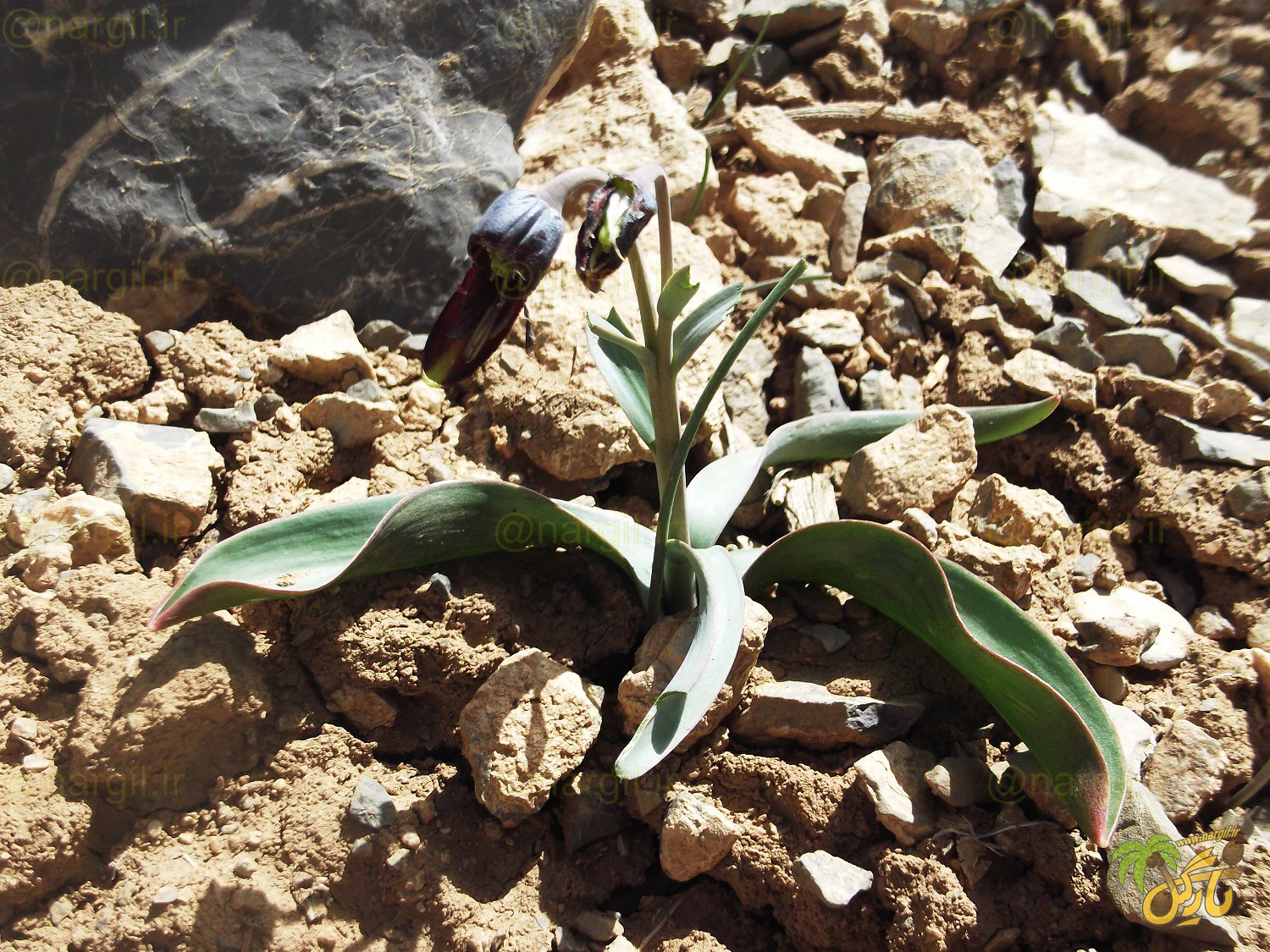 لاله واژگون زاگرسی